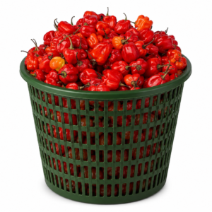 Ata Rodo Pepper (1 Dustbin basket)