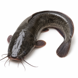 Catfish (1kg)