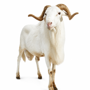 Big Ram/Sheep