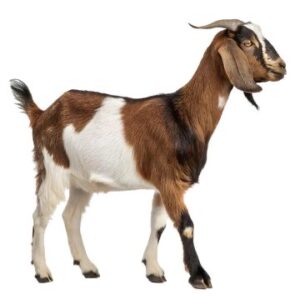 Full Goat