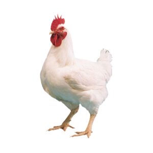 Broiler (Chicken)